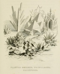 Aquatic plants, seashells and madrepores from Un autre monde (1844) by Grandville