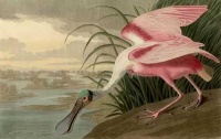The Birds of America (Color lithographic plate 321) (1836) - John James Audubon
