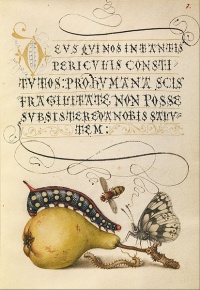 Fly, Caterpillar, Pear, and Centipede from the Mira Calligraphiae Monumenta by Joris Hoefnagel