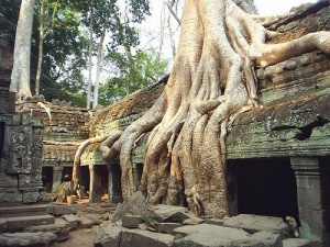 Roots of a Tetrameles nudiflora tree  at an abandoned temple in Cambodia. Maurice Glaize observed, "On every side, in fantastic over-scale, the trunks of the silk-cotton trees soar skywards under a shadowy green canopy, their long spreading skirts trailing the ground and their endless roots coiling more like reptiles than plants."
