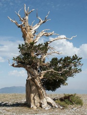 Bristlecone Pine: This tree realizes that it arrived late in an aging civilization. This may well be the most disquieting trait of this disquieting plant, and the one most disturbingly seductive to a contemporary soul.