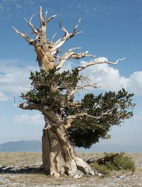 The Bristlecone Pine can reach an age far greater than that of any other single living organism known, up to nearly 5,000 years.