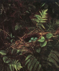 Bird's Nest and Ferns (1863) by Fidelia Bridges"When we examine a nest, we place ourselves at the origin of confidence in the world." -—Gaston Bachelard, The Poetics of Space